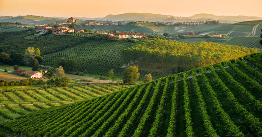 I vini delle Langhe: caratteristiche e storia di un terroir unico