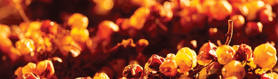 I migliori Sauvignon Blanc: un viaggio tra eleganza e carattere