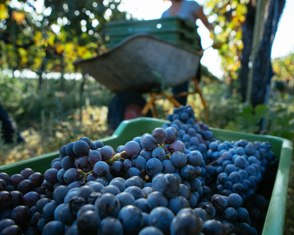Raccolta uva