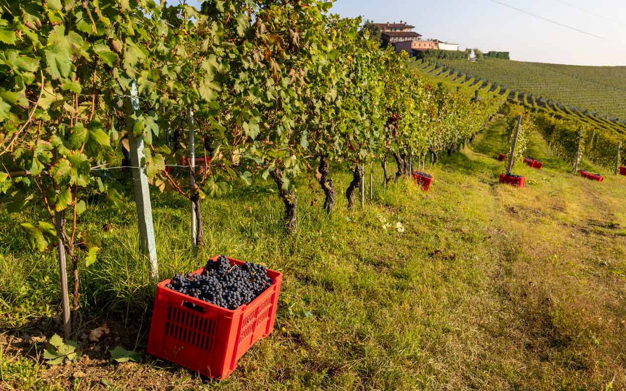 Die Protagonisten des Piemonts