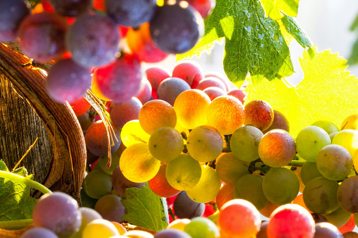 Weinlese bei Tannico